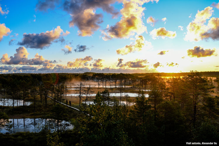 virubog_visitestonia_alexandergu001