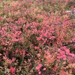 Upeaa maaruskaa Levillä