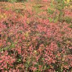 Upeaa maaruskaa Levillä