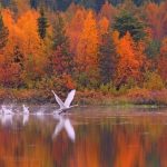 Joutsen nousemassa lentoon