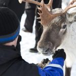 Nainen silittää poroa