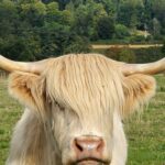 Highland Coo, Skotlanti 📷 Anita Kantola