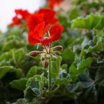 Punainen kukkanen puskassa