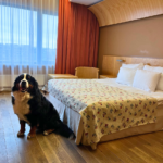 Koira Hestia Hotel Europan lemmikkihuoneessa