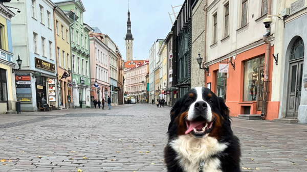 Tallinnan hotellit koiran kanssa matkustaville